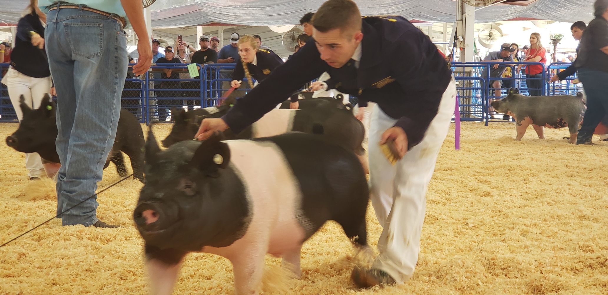 kings fair livestock 2019